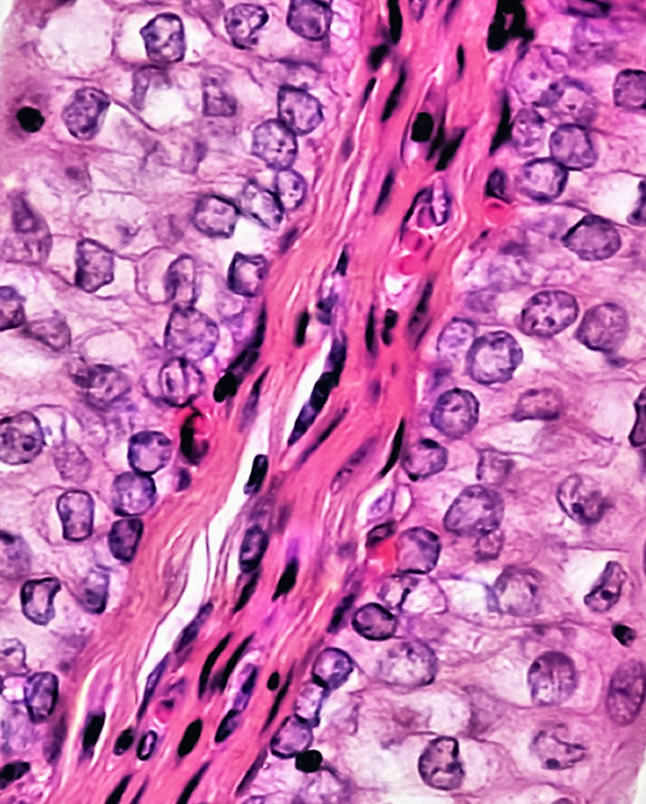 histology main image